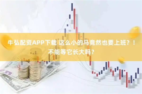 牛弘配资APP下载 这么小的马竟然也要上班？！不能等它长大吗？