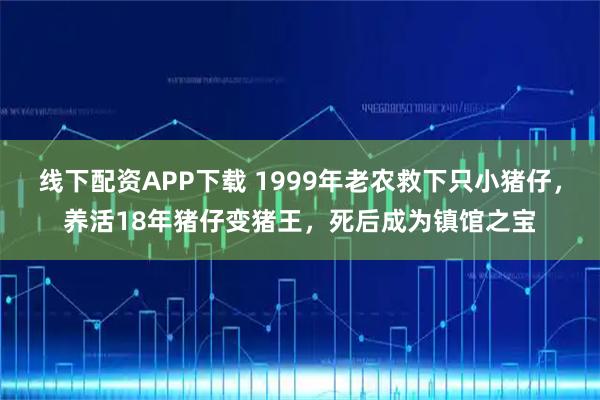 线下配资APP下载 1999年老农救下只小猪仔，养活18年猪仔变猪王，死后成为镇馆之宝